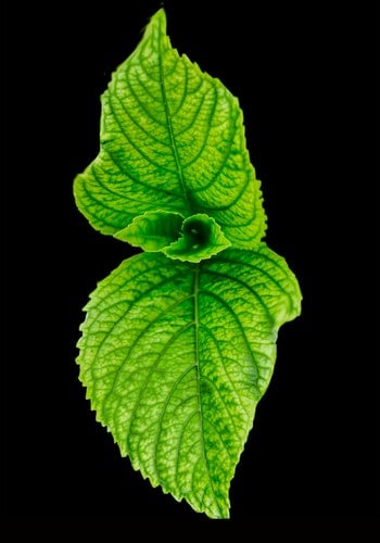 green-leaf